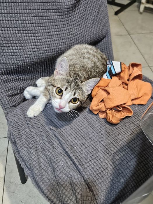 Отдам в хорошие ручки Изика