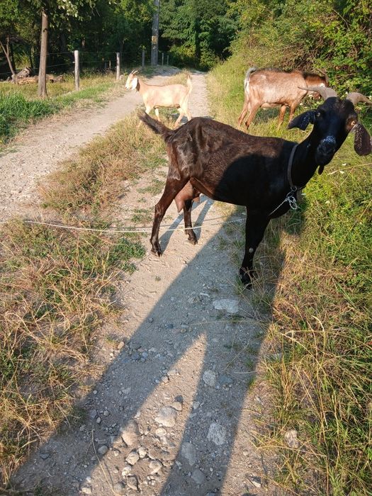 Vând capre de rasa