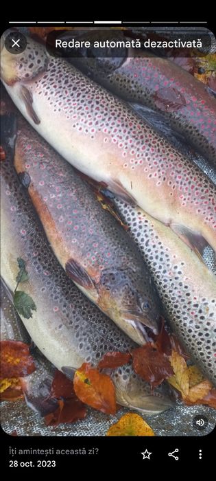 Pastrav puiet de anul trecut