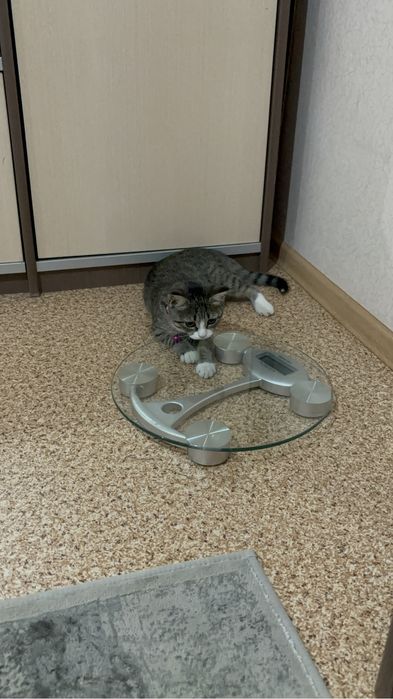 Отдам хорошим ручкам (Девочка)