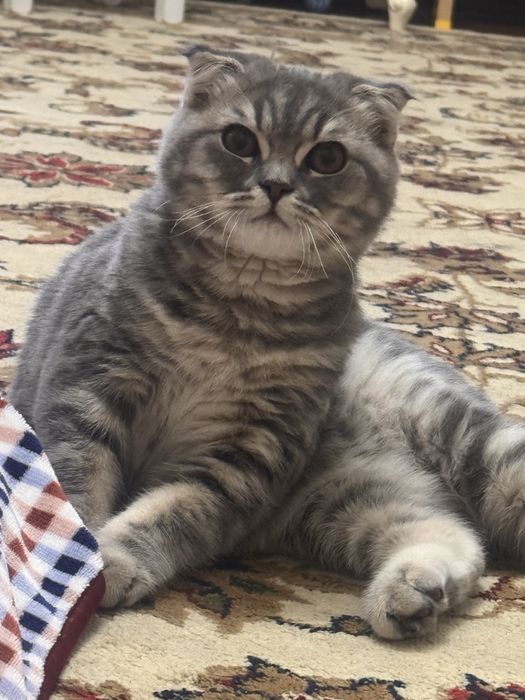 Скотч фолд парода