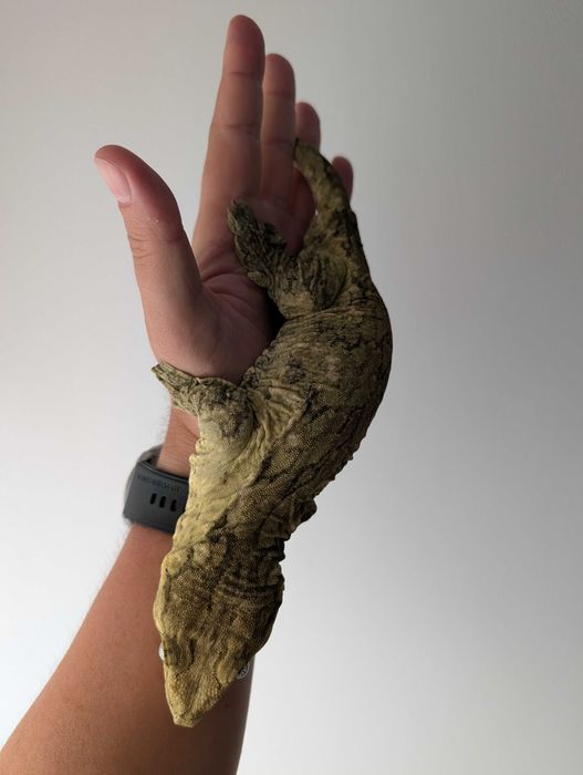 Leachianus gecko (Rhacodactylus leachianus, giant gecko)
