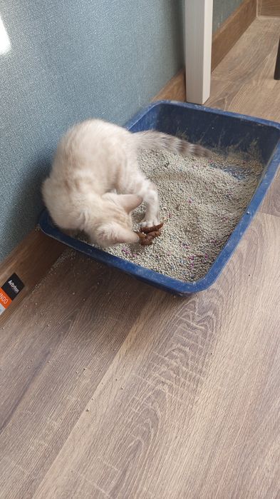 Котенок продается