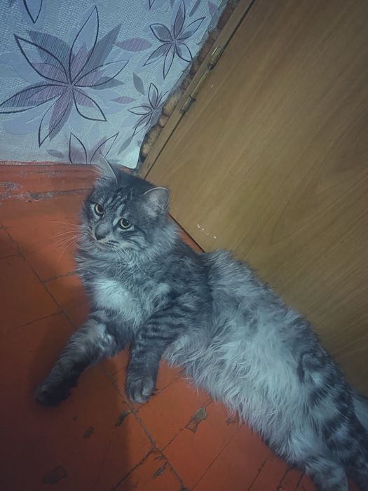 ул мысык шымкент каласы