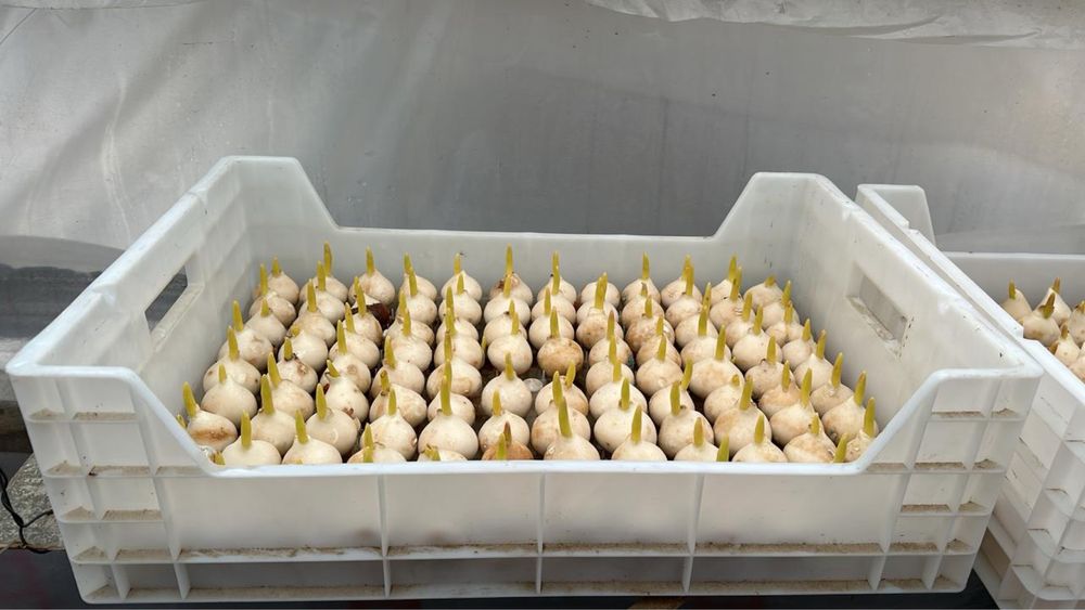 Ящики для гидропоники тюльпанов