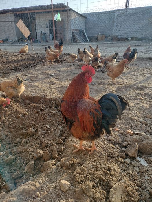 Кучинский петух сатылады