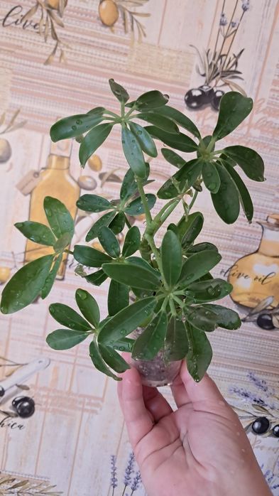 Комнатные цветы неприхотливые