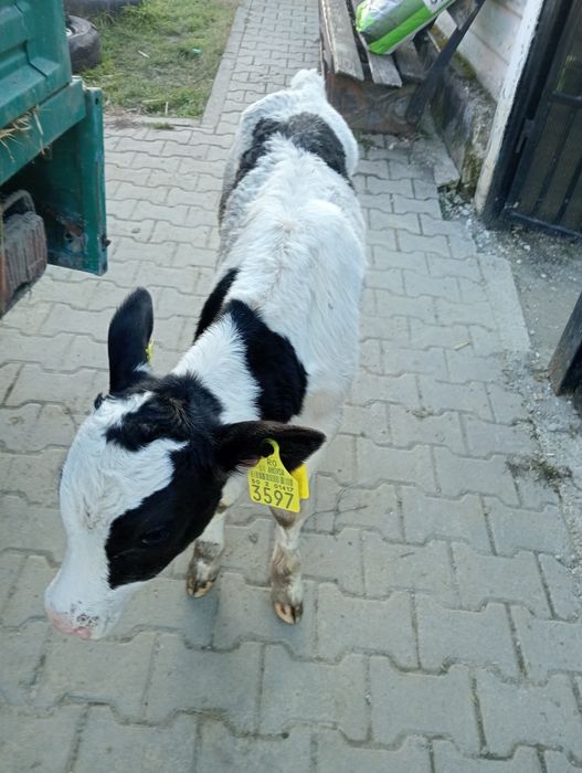 De vânzare tăuraș de 7 zile  bun de pus la vaca