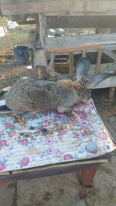 Vând femele  urias  german