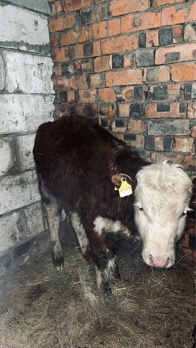 Бұзау сатылады, Продаётся телёнок.