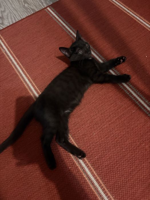 Черная кошка 2 месяцев