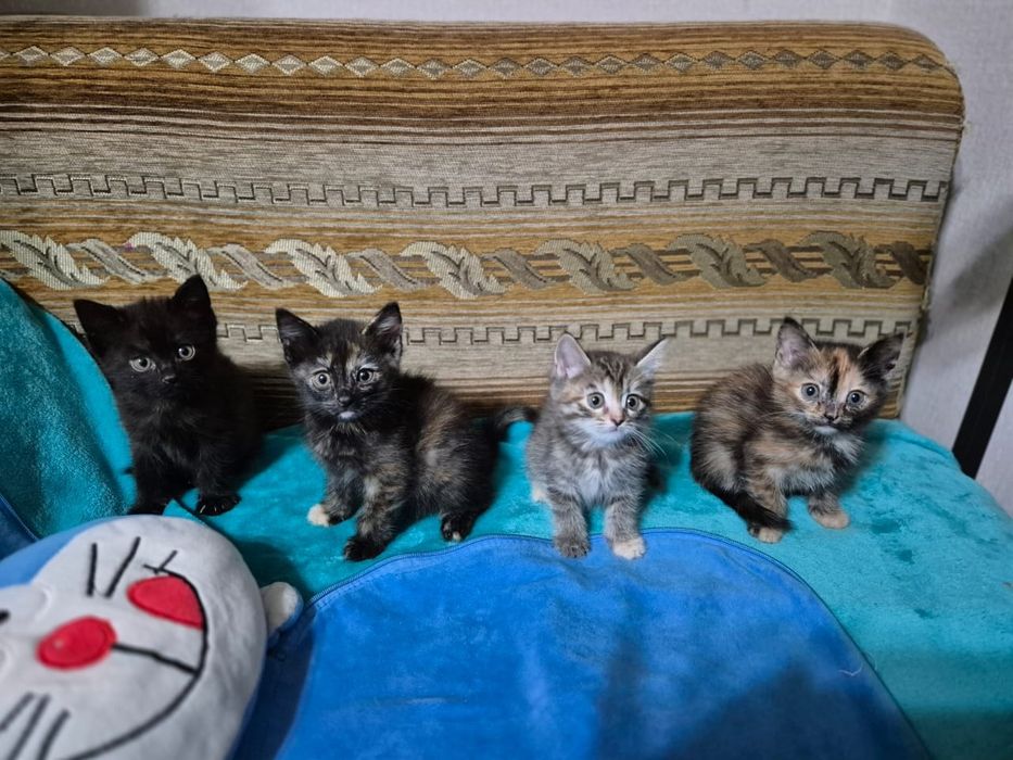 Котята 1 месяц 3 недели