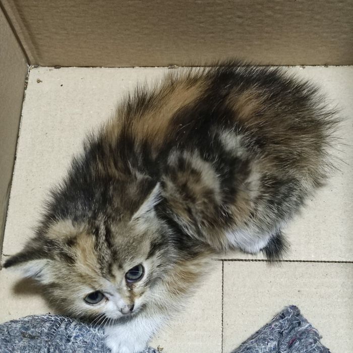 Котёнок отдам даром