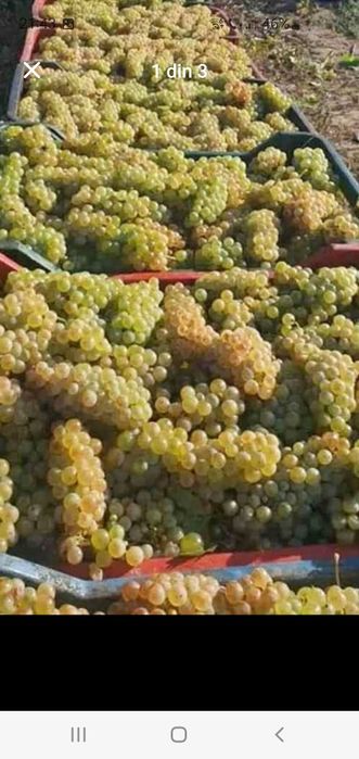 Vand Struguri de vin