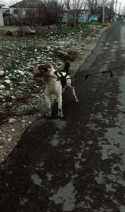 Алабаи ит сатылады