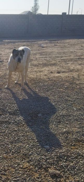 Исатай тайманов 34 уй