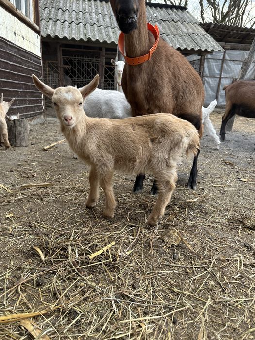 Tapisori si pereche saanen si metis alpina