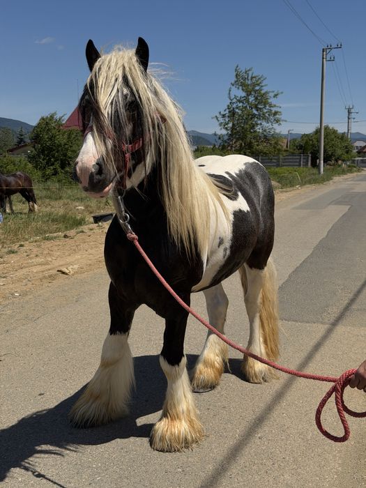 Armāsar de gypsy vanner