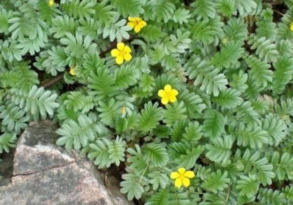 Лапчатка гусиная. Лапчатка гусиная (Potentilla anserina). Лапчатка гусиная лапка.