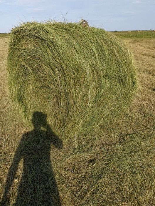Продам сено луговая