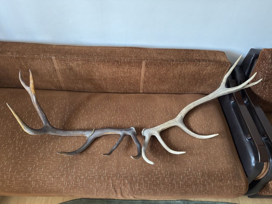 Trofeu coarne de cerb