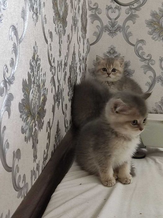 Zalatoy chinchilla bolalari / Золотистые котята шиншиллы