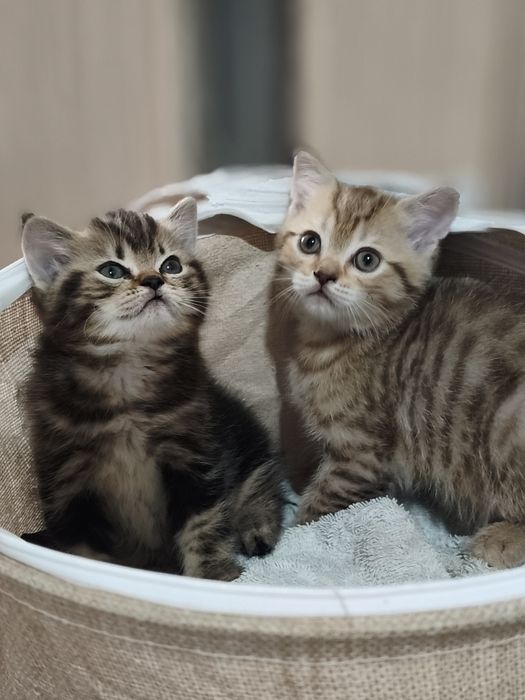 Шотладские котята мальчики