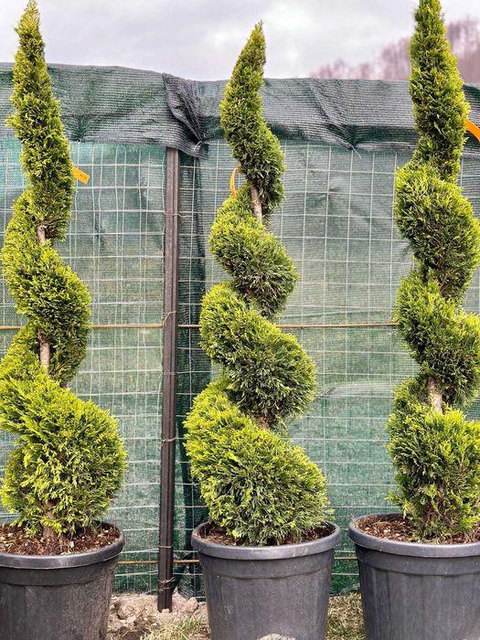 Potinia  prunus plante