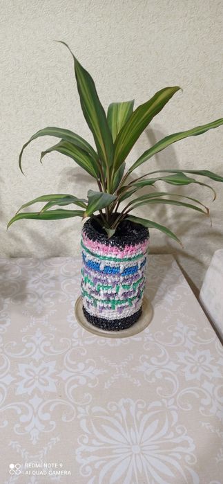 Комнатные цветы,украсят ваш дом.