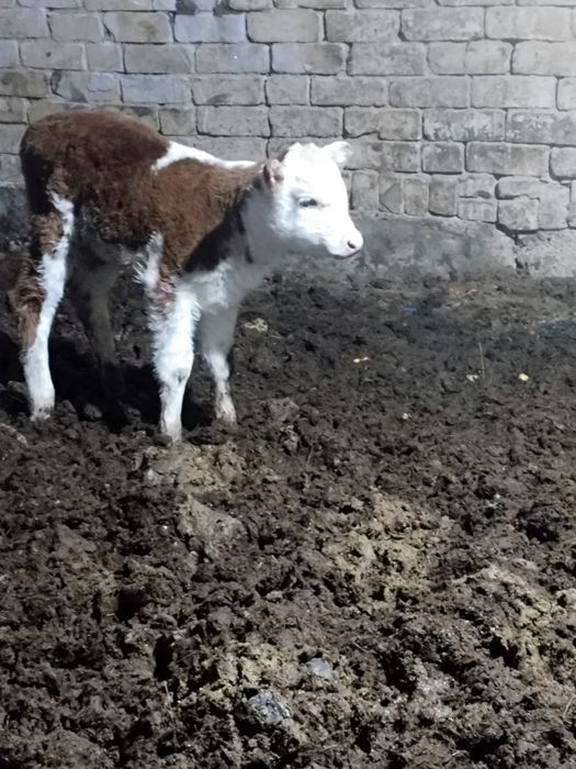 Продам теленок тёлочка