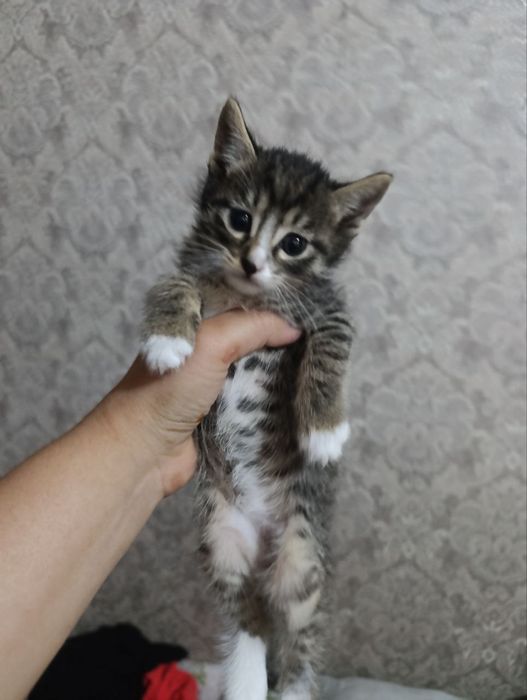 Uy mushuk yuvosh va shioh kayfiyatga qaredi