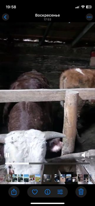 Продам бык Букалар 21 бас