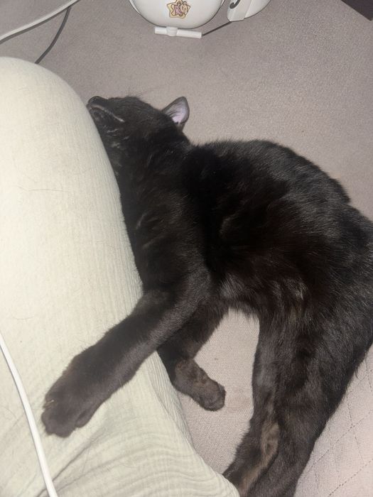 Котенок кот мальчик