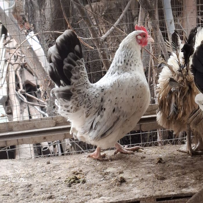 Продам карликовых петушков и курочек!