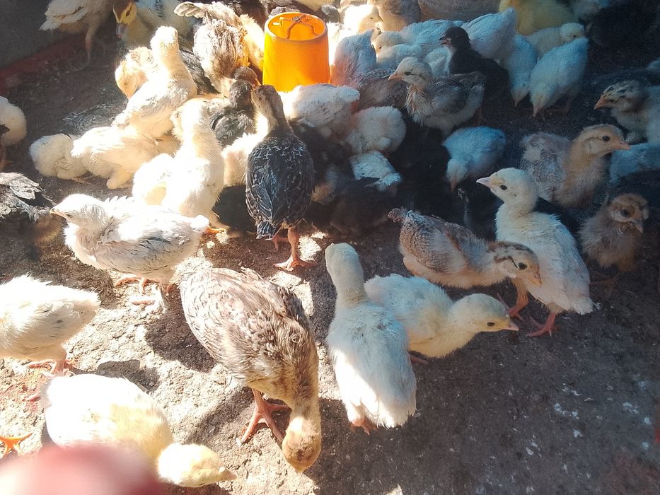 Продажа цыплят и индюшат