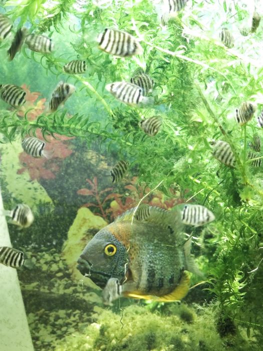 Северум красноплечий "Ложный дискус"