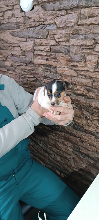 Джак Ръсел териер