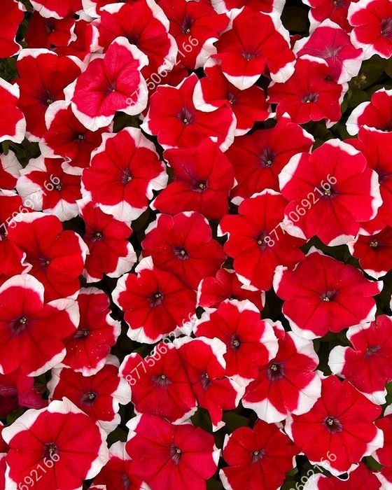Петуния рассада цветов