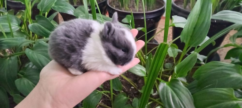 Mitti quyon bolalari sotuvga chiqdi