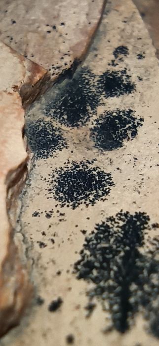 Уникальные фрагменты окаменевшего дерева эпохи динозавров.