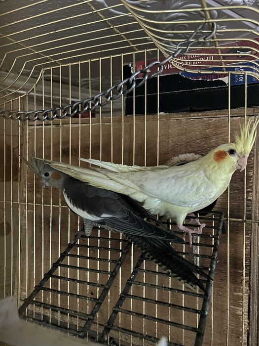 Продам попугаев корелла-нимфа