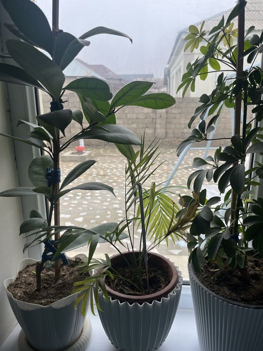 Цветы Гүлдер сатылады Шымкент