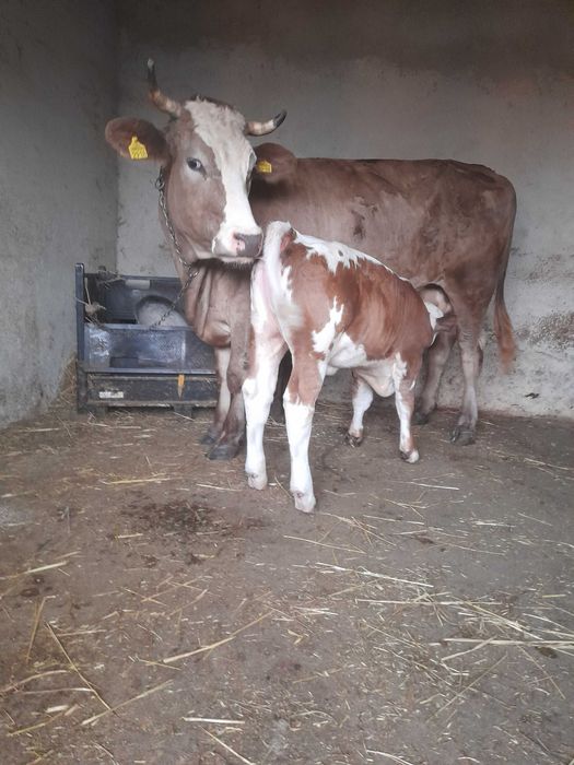 Vaca cu vitel de vanzare !