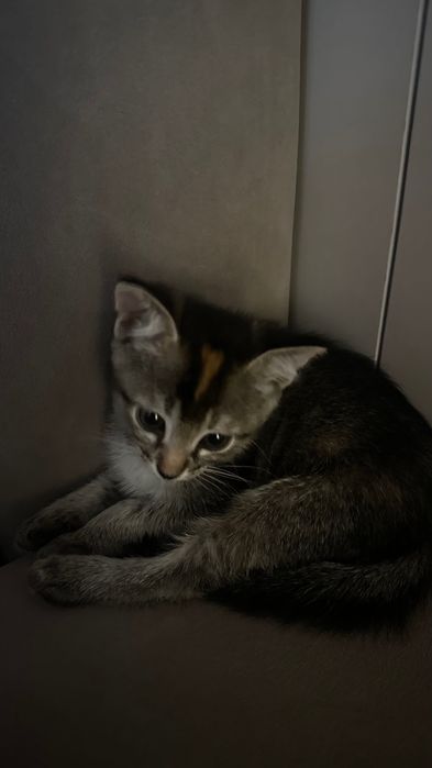 Котенок,2месяца.