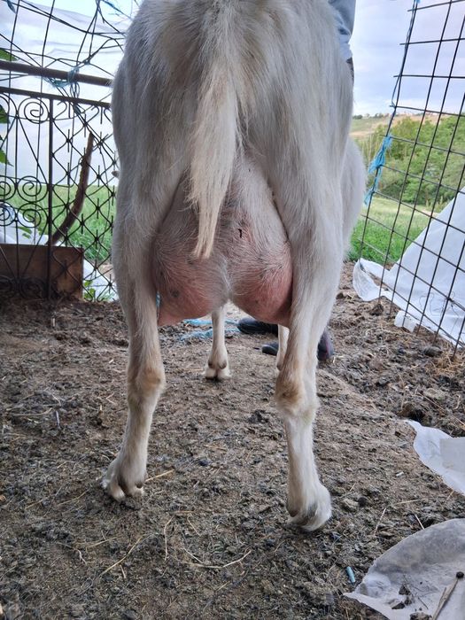 Vand carcasa de iedut