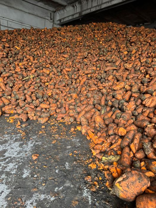 Морковь на корм ОПТОМ 10т/кг