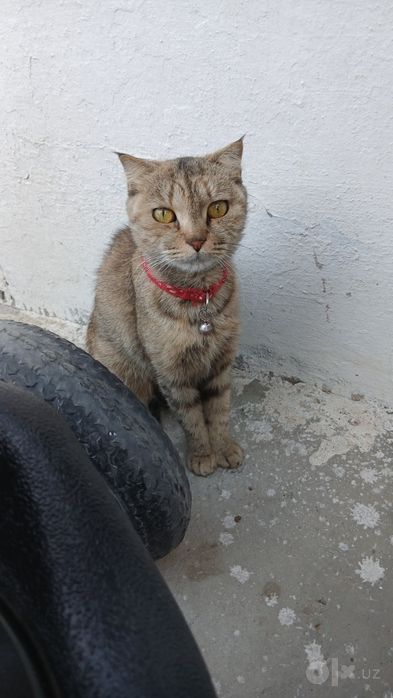 Кошка в добрые руки