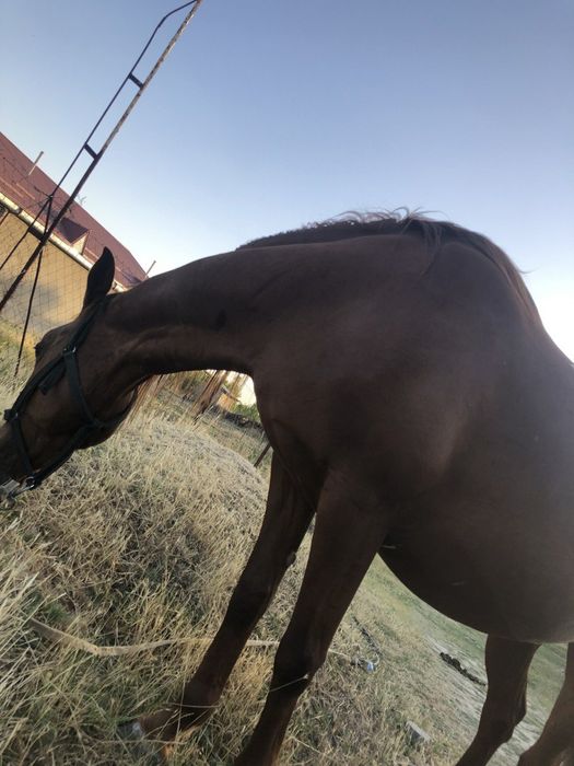 Biya sotiladi juda aqili