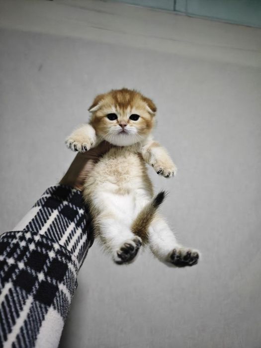 Zaltoy shinshila qiz bola