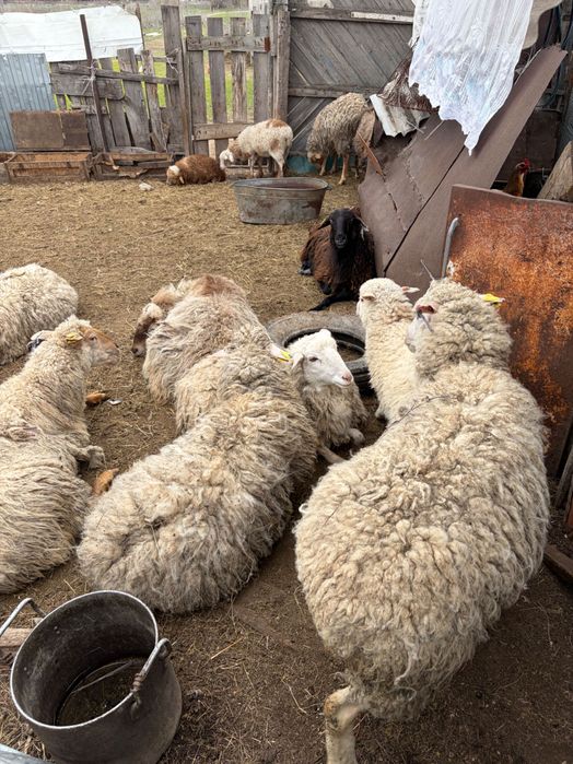 Продаются бараны